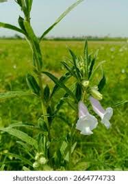 Image result for Sesamum alatum