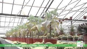 Le piante grasse sono l'ideale per chi non ha il pollice verde, oppure per questioni di tempo non tuttavia anche queste piante grasse hanno bisogno di attenzione, ecco qualche piccolo consiglio su. Il Mondo Delle Piante Grasse E Succulente Prima Parte Youtube