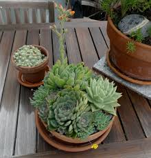 Is the plant hens and chickens edible? Plant A Tabletop Succulent Bowl Portland Monthly