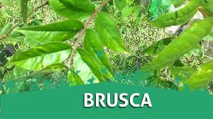 Senna occidentalis = cassia occidentalis, lin. Mihuertoaltuyo Ve Photos Facebook