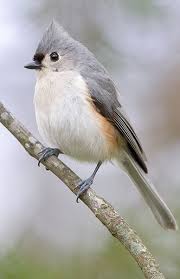 Birds With Tufted Heads Tufted Titmice Have Blue Feet Backyard Birds Titmouse Bird Titmouse