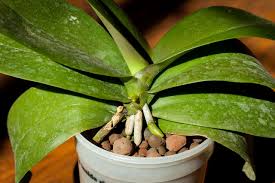 Comment s'occuper de ses plantes d'intérieur au quotidien pour les garder belles longtemps ? Brumiser Les Plantes D Interieur Pourquoi Comment