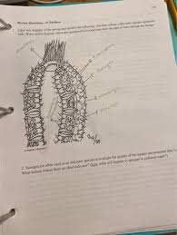 A labeled diagram of a fluke liver fluke anatomy gallery human anatomy learning. Solved 224 Review Questions P Porifera Label This Diag Chegg Com
