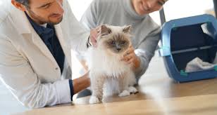 Maybe you would like to learn more about one of these? Natural Remedies For Feline Asthma Managing Your Cat S Condition At Home Trudell Animal Health