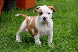 Look at pictures of american staffordshire terrier puppies who need a home. Staffordshire Terrier For Sale
