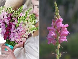 20 Best Flowers In Season In May For Your Wedding Amazing Flowers May Flowers Flowers