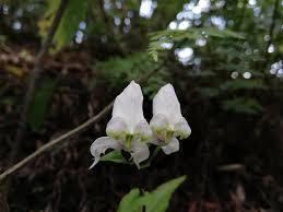 Image result for Disperis dicerochila