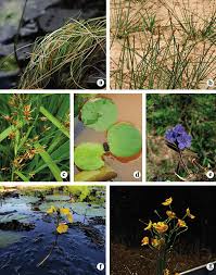 Image result for Eleocharis confervoides