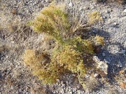 Image result for Fagonia isotricha