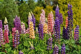 Erfahren sie im pflanzenlexikon alles über lupinen. Lupine Pflegen So Geht S So Geht S Richtig Haus Garten Profi