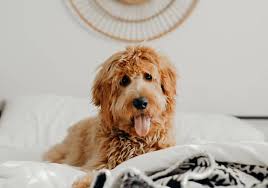 Standard ➕ mini goldendoodles 🏷 👉🏻 interested in a pup? When To Start Grooming Goldendoodle Puppy Experts Roundup