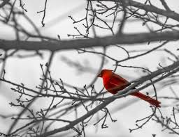 Black And Red Cardinal Red Cardinal During The Winter Black And White Selective Color Black And White Aesthetic Color Splash Red Black And White Background