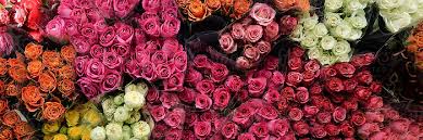 (these are sometimes, but not always, the in victorian parlance, the different hyacinth colors had different connotations. The Complete Rose Color Meanings Guide Proflowers