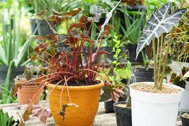 Plants are wonderful to have around your home and yard. Tips For Beautiful Large Container Gardens