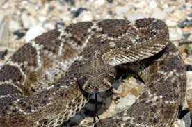 Check spelling or type a new query. 6 Venomous Rattlesnakes In California And How To Identify Them Eureka