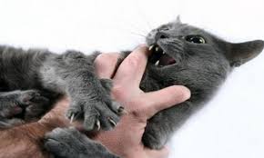 Arti Mimpi Kucing Dan Tafsir Mimpi Diserang Kucing Hitam Putih Besar Dan Banyak Terlengkap
