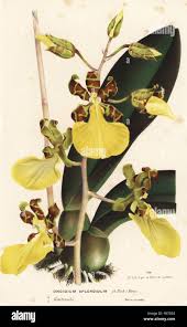 Image result for Hymenophyllum splendidum