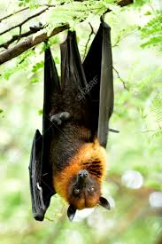 Sometimes you can replace phrase flying fox with fruit bat, this phrases are similar. Fruit Bats Or Flying Foxes Eegabat Is Largest Bat In The World Stock Photo Picture And Royalty Free Image Image 97294487