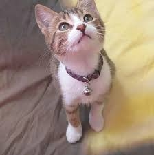 Cansu Aydinoglu Adli Kullanicinin Kedi Panosundaki Pin Kedi
