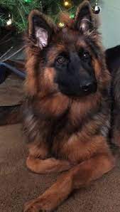 You need to be able to have time for her. 53 Beautiful Long Hair German Shepherds Ideas Shepherd German Shepherd German