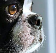 Pin By Dogtime On Boston Terrier Boston Terrier Puppy Boston Terrier Dog Boston Terrier