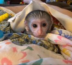 A descendant of both northern dancer and secretariat. Female And Male Green Monkey For Sale