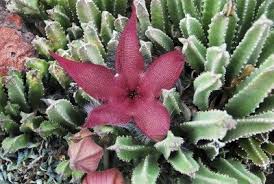 You can create this by either covering the individual pots with plastic wrap, or by placing all growing mescaline cacti from seed is a simple, rewarding activity that anyone can do as long as they have the supplies and the patience. Starfish Flower Cactus Information On The Uses Of Starfish Cactus In The Home