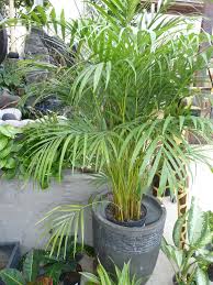 Image result for Dypsis lutescens