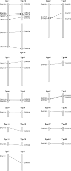 chromosome locations of the cam loci in the chicken and