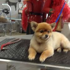Big savings on dog food, toys & more. Wizard Of Paws Dog Grooming Salon Opening Hours 13430 80 Ave Surrey Bc
