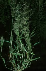 Image result for Eragrostis welwitschii