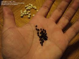 Maybe you would like to learn more about one of these? Plantfiles Pictures Cestrum Species Night Blooming Jasmine Night Scented Jessamine Queen Of The Night Cestrum Nocturnum By Debnes Dfw Tx