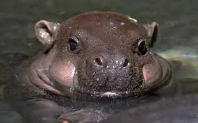 Last week, the baby hippo took her first bath. 25 Hippo Babies Looking So Cute And Adorable Baby Hippo Cute Creatures Cute Animals