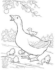 Canada goose coloring page | free printable coloring pages. Goose Coloring Pages Download And Print Goose Coloring Pages Coloring Home