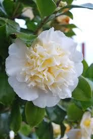 Camellia Brushfields Yellow Plantas Flores Camelias
