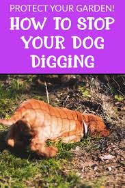 How to stop dogs digging up the garden. How To Stop Your Dog Digging Up Your Garden Protect Your Garden From Dog Digging