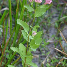 Image result for Pluchea