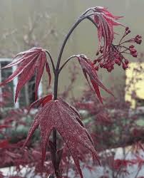 Unsightly calluses and sunken areas on maple tree trunks and bark are caused by canker diseases. Bartlett Tree Experts Japanese Maple