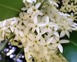 Image result for Acokanthera oblongifolia