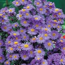 Aster Wood S Blue Aster Dumosus Spring Perennials From American Meadows Spring Perennials Perennials American Meadows