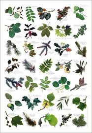 british tree leaves identification chart nature poster art