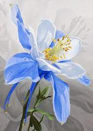 Pin On Columbine