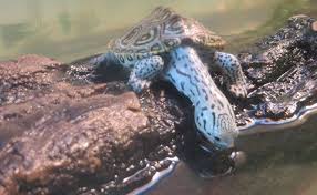 ダイヤモンドバックテラピンの飼育方法 値段や餌 バスキングライトは必要 woriver カメ テラ 亀