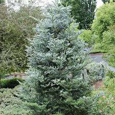 Maybe you would like to learn more about one of these? Hortsmanncropped400x400 10 Ft Tall 6 Ft Wide Small Trees Dwarf Evergreen Trees Landscape Trees
