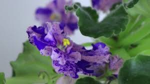 Maybe you would like to learn more about one of these? African Violet Plant Stock Video Footage 4k And Hd Video Clips Shutterstock