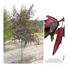 Find royal raindrops flowering crab (malus 'royal raindrops') in portland brunswick falmouth cumberland biddeford maine me at skillins greenhouse (roseybloom, crabapple). Summer Color Of A Royal Raindrop Crabapple Yard Landscaping Crab Apple Summer Colors
