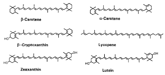 CAROTENOIDES