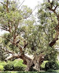 Image result for Ficus trichopoda