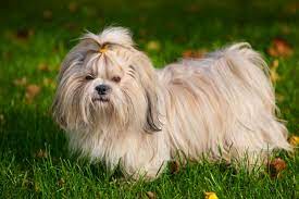 However, if a shih tzu is bred with another breed, the hair may not be able to grow quite as long. Talking Shih Tzu The Uk S Most Popular Longhaired Dog Breed Pets4homes