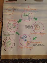 Animal Flow Chart Ks2 Diagram Nationalphlebotomycollege